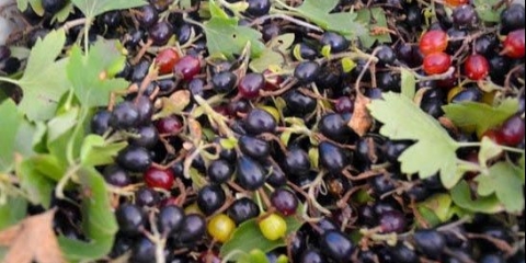 Kako kuhati džem od divlje ribizle (repisa)